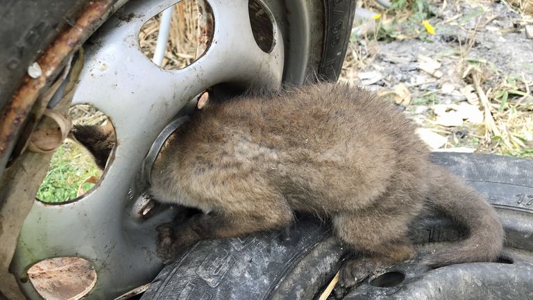 A fox caught in the central hole of an old wheel in London