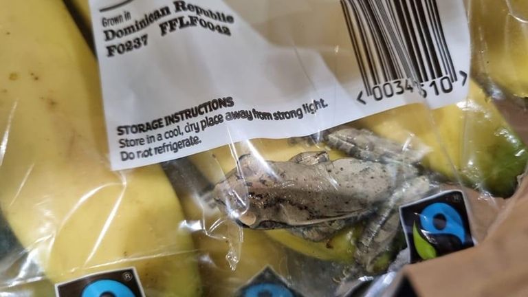 A frog travelled more than 4,000 miles on a bunch of bananas