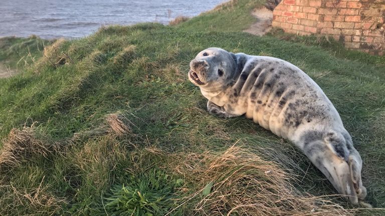 A seal pup found on a cliff in Weybourne, Norfolk