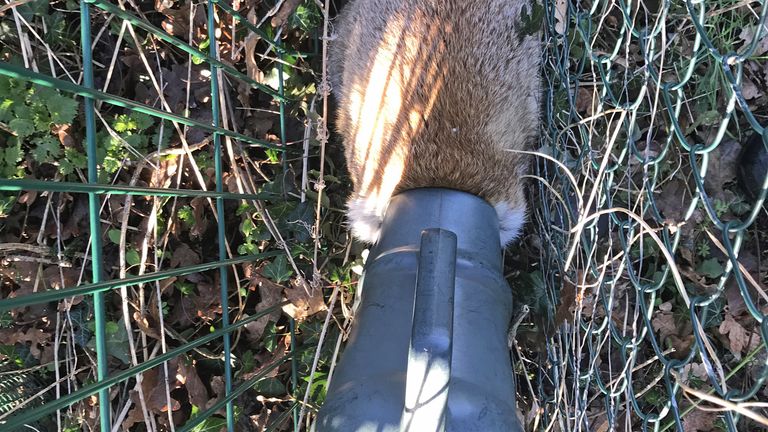 A vixen became trapped in a watering can in Colchester, Essex