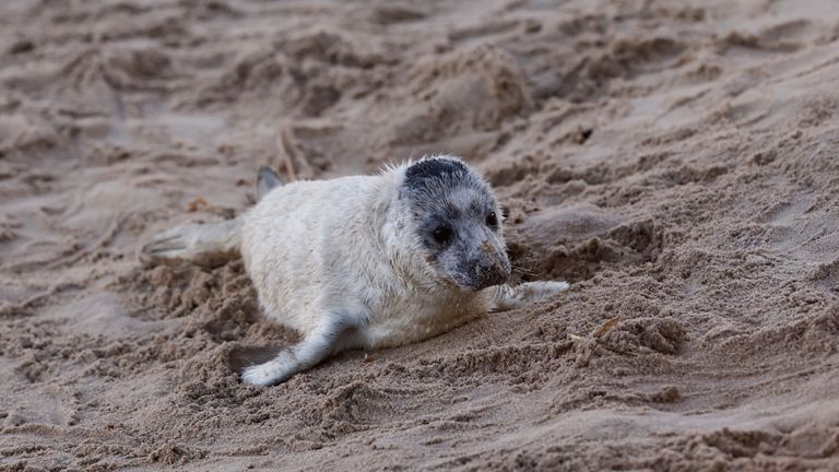 So far this winter, a total of 3,796 seal pups have been born