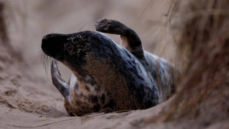 Almost half of the world population of grey seals lives around the British coast