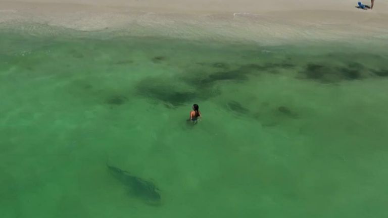 Tiger shark spotted on Australia beach