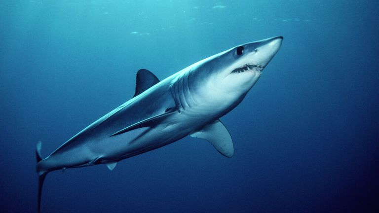 Shortfin mako, Isurus oxyrinchus, is found worldwide . It is one of the fastest sharks, clocked at over 70 km/h . Its long teeth catch small fishes . They are a prized sportfish, California, Pacific Ocean. Pic: AP