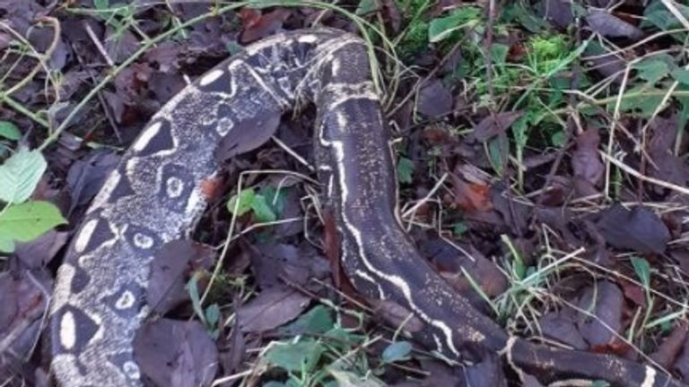 Scottish SPCA find dead snakes. Pic: SPCA