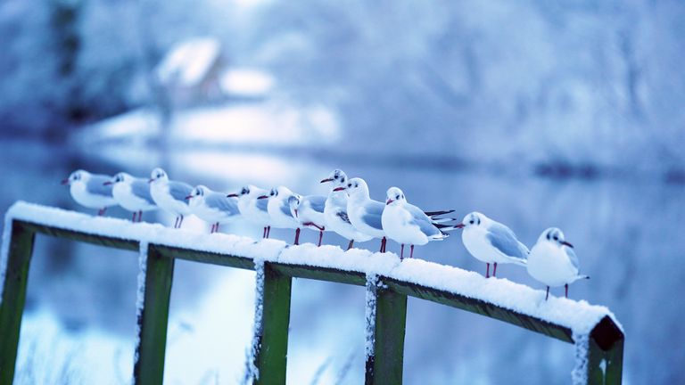 Gulls on a snowy fence in Hexham, Northumberland