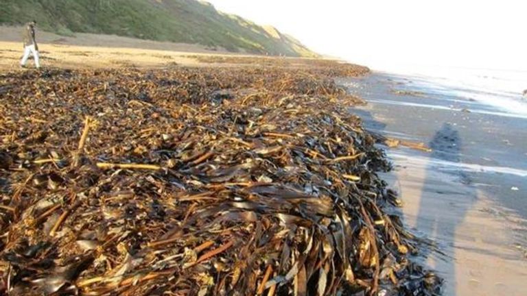 There are almost 50 reports of dead fish, shellfish and marine mammals being stranded