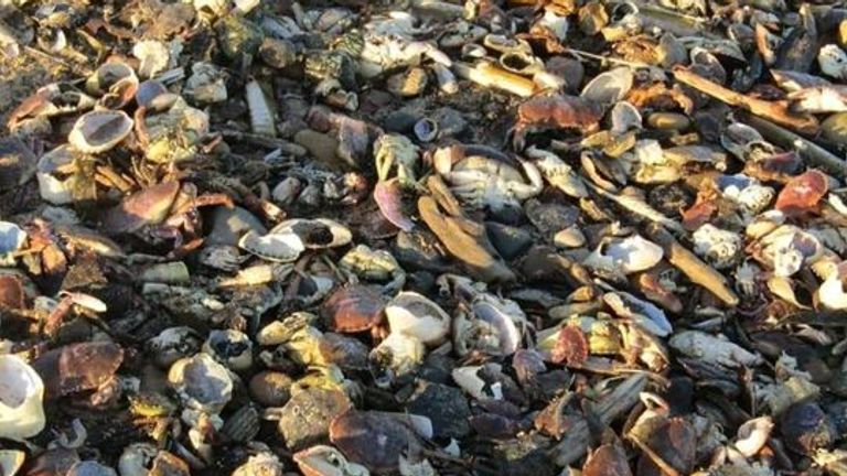 Dead marine life has been washing up 