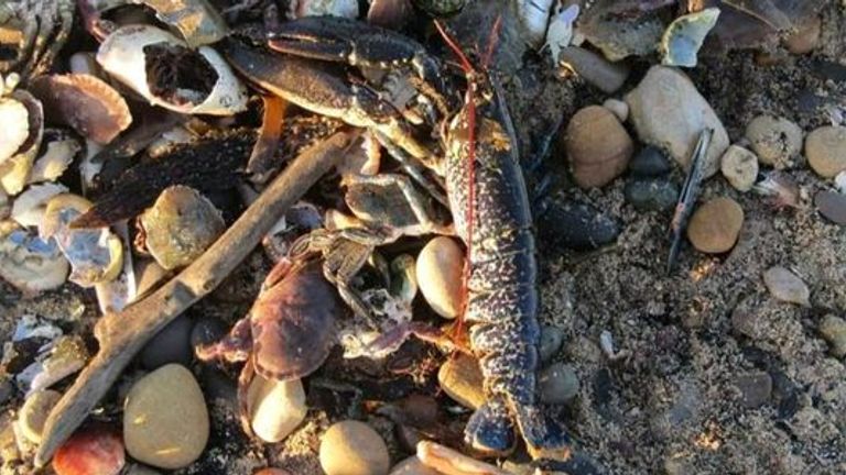 Marine life has been washing up dead 