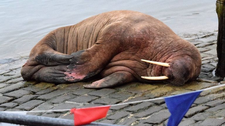 Thor is believed to have arrived in Scarborough late on Friday. Pic: Stuart Ford/PA