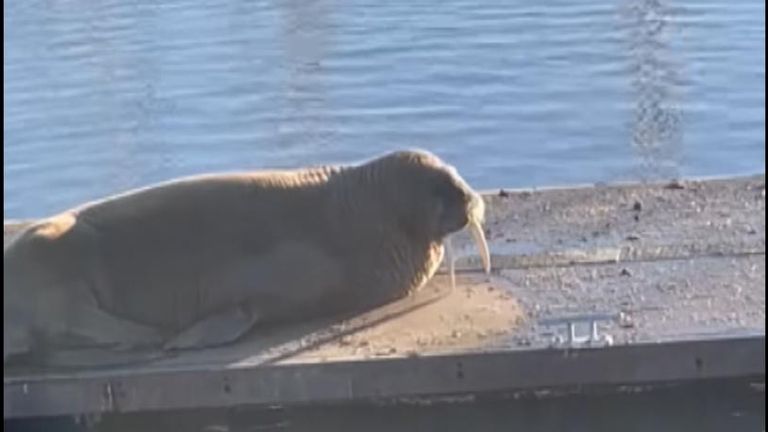 Thor the walrus has been spotted on a pontoon in Blyth