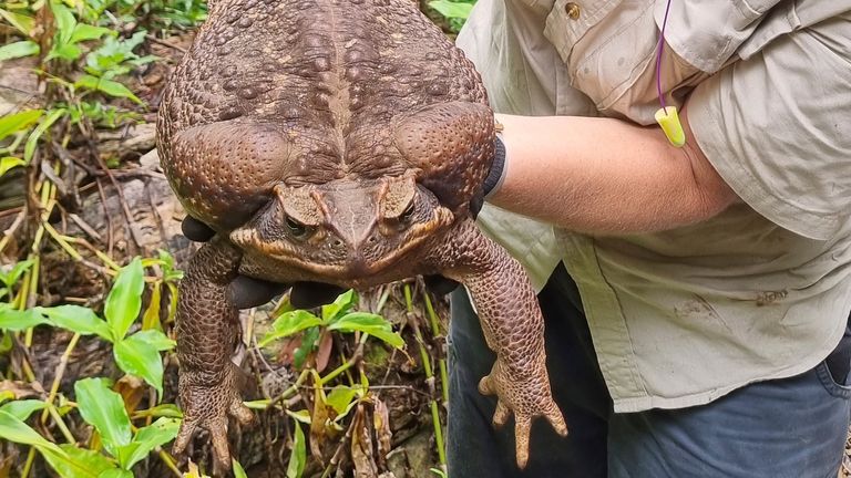 'Toadzilla': Giant cane toad found weighing 2.7kg