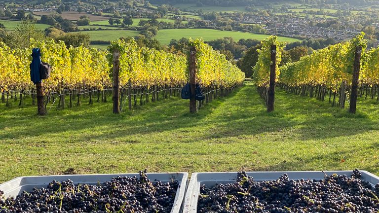 The home of Gloucestershire-based winemakers, Woodchester Valley