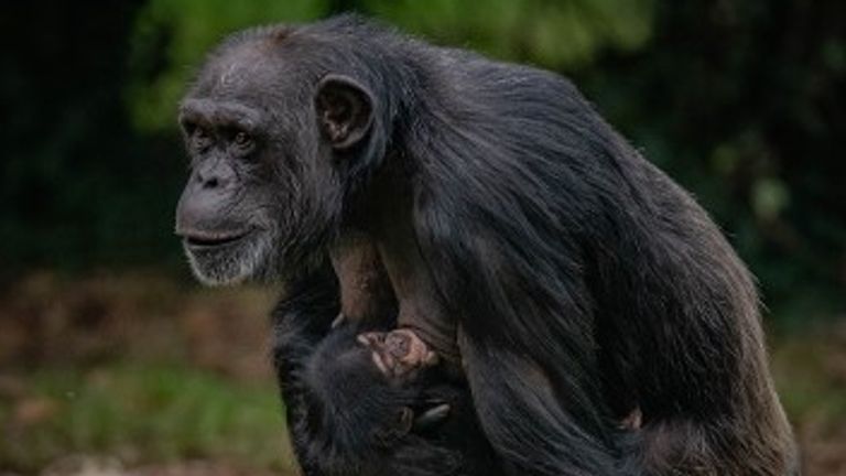 ZeeZee cradling her new baby boy. Pic: Chester Zoo 
