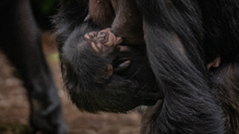 The new baby will unknowingly boost the population of the under-threat Western chimpanzee. Pic: Chester Zoo