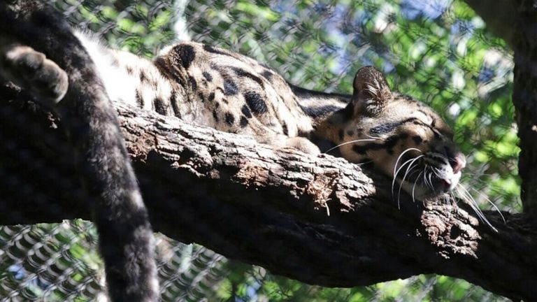 Nova relaxes in a tree in his enclosure at Dallas zoo