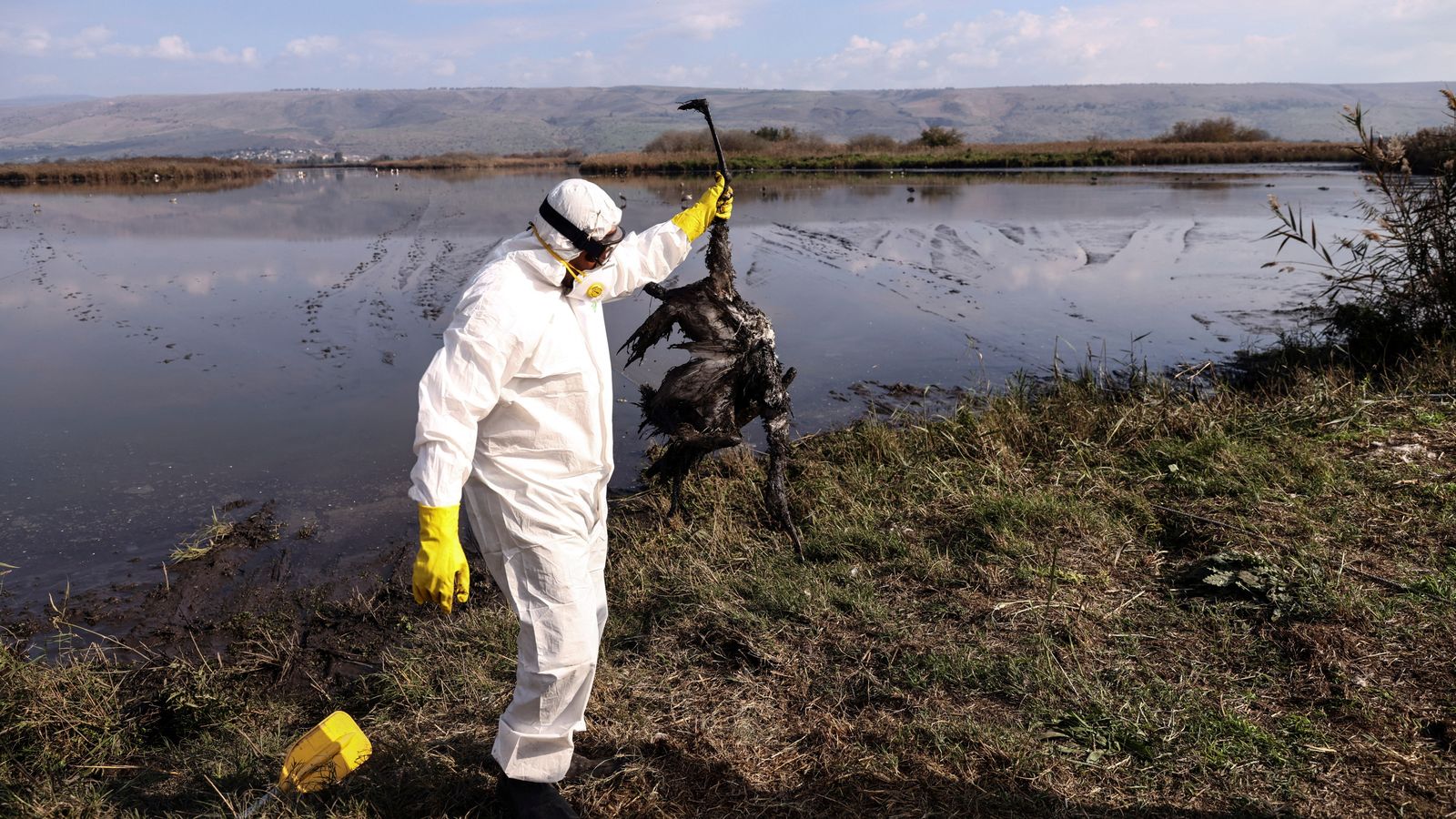 Bird flu has spread to mammals in Britain.  So how concerned should humans be?  |  british news