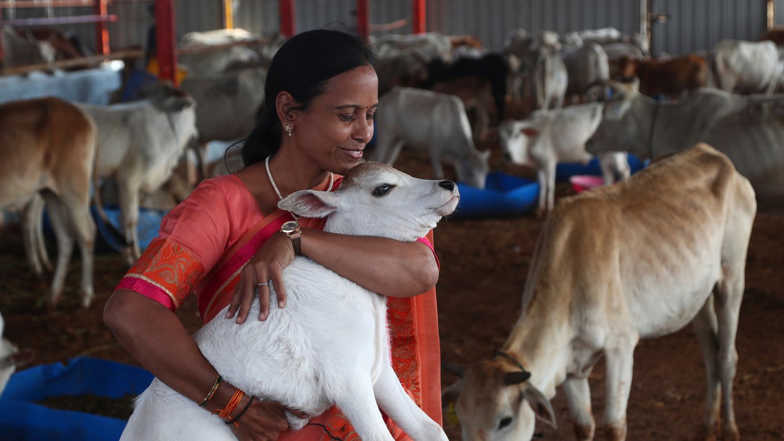 Le gouvernement indien retire son appel à étreindre les vaches le jour de la Saint-Valentin après les critiques |  Nouvelles du monde