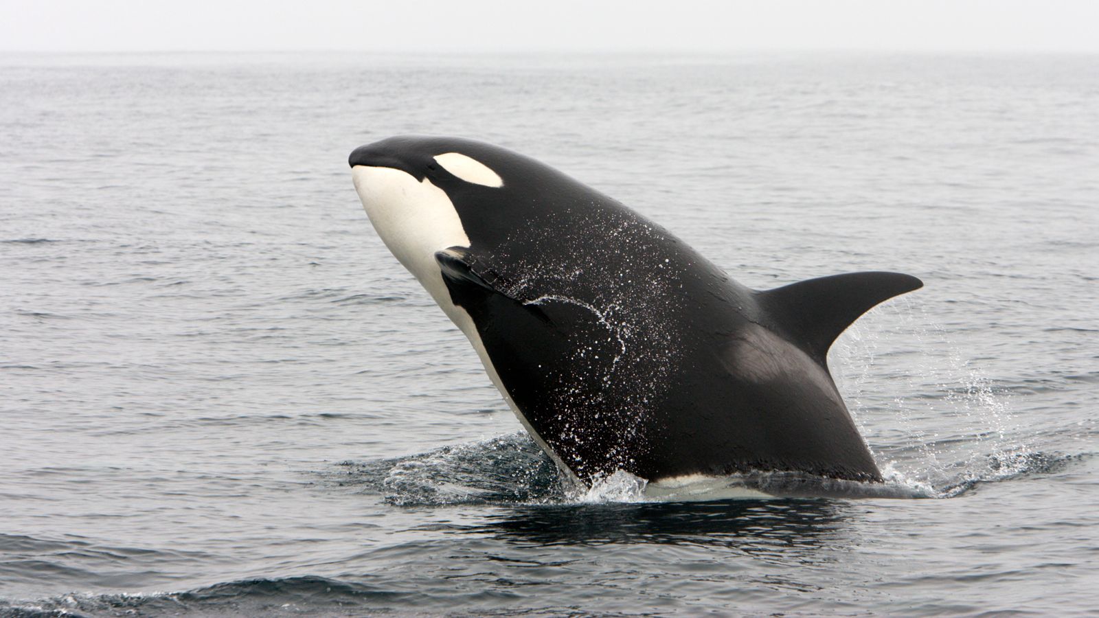 Killer whales deliberately hitting boats off coast of Spain and Portugal