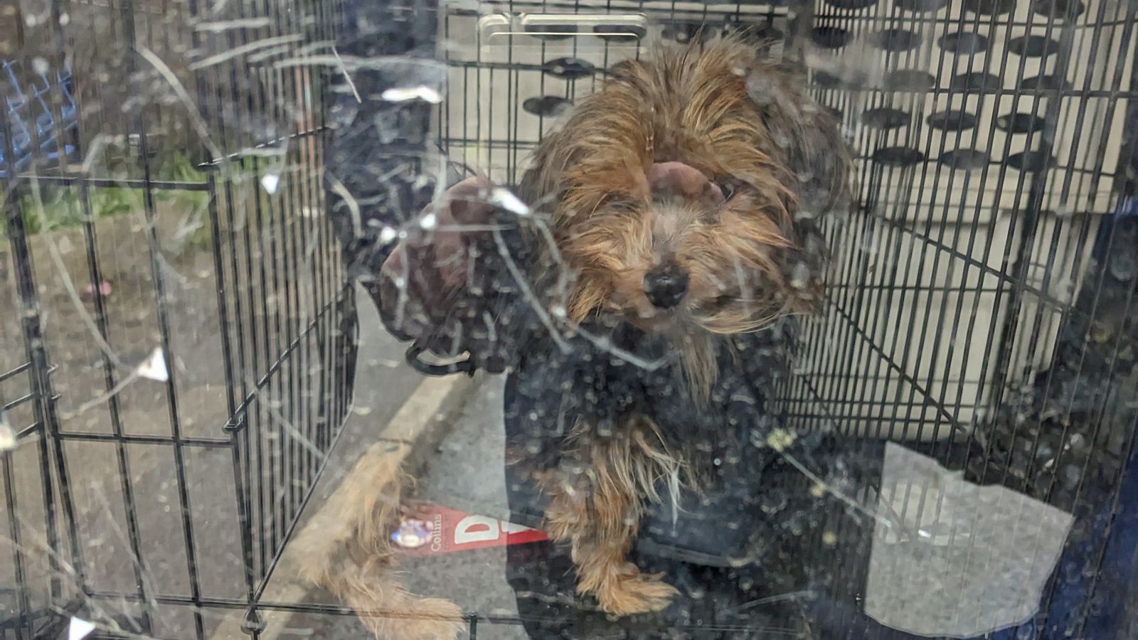 More than 30 dogs rescued from home after owner found dead in Kent | UK ...
