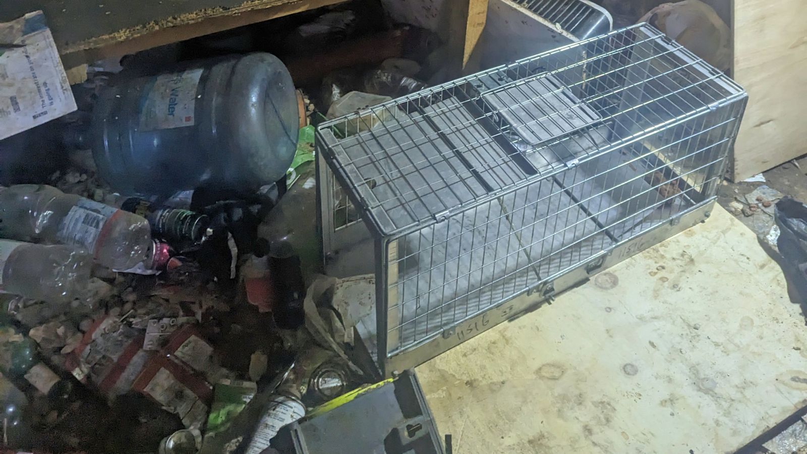More than 30 dogs rescued from home after owner found dead in Kent | UK ...