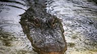 A captive alligator is pictured as it rains in Oviedo, Florida, U.S., June 18, 2016. REUTERS/Carlo Allegri