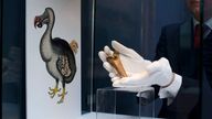 A rare fragment of a Dodo femur bone next to an image of a member of the extinct bird species at Christie&#39;s auction house&#39;s premises in London, Wednesday, March 27, 2013. The bone fragment, which is estimated to fetch 10,000 to 15,000 pounds ($15,105 to $22,657 and 11,822 to 17,733 euro) in the forthcoming Travel, Science and Natural History sale on April 24, is believed by Christie&#39;s to be the first Dodo bone to come to auction since 1934. (AP Photo/Matt Dunham)