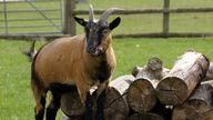 Pygmy goat. File pic 