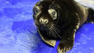 The rare grey seal pup with black fur has been named Liquorice 
