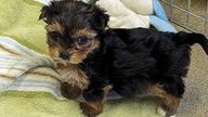 A terrier puppy which was one of thirty dogs rescued from a bungalow in Rainham in Kent