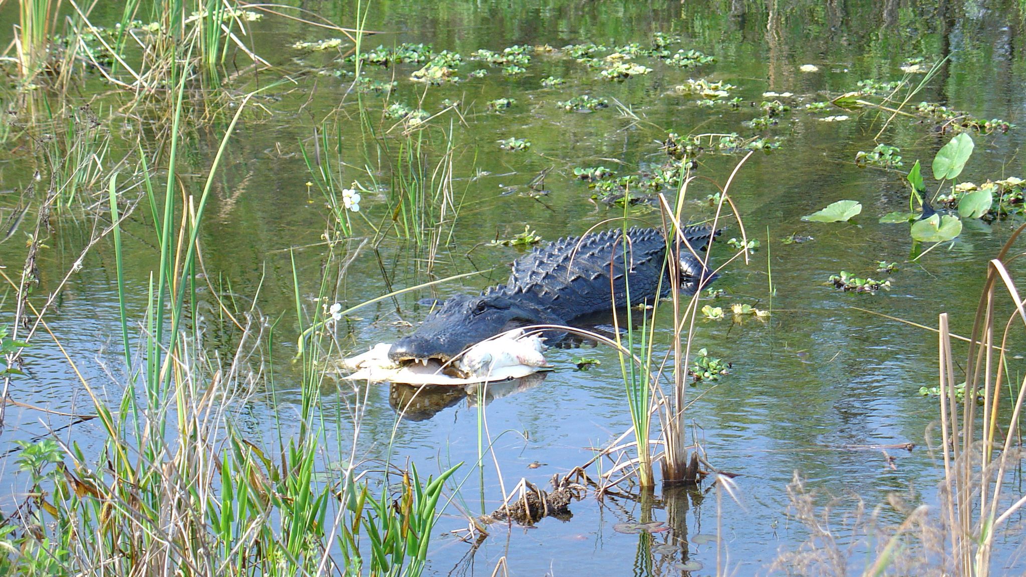 Woman, 85, killed by 11ft alligator while walking dog near canal in Florida