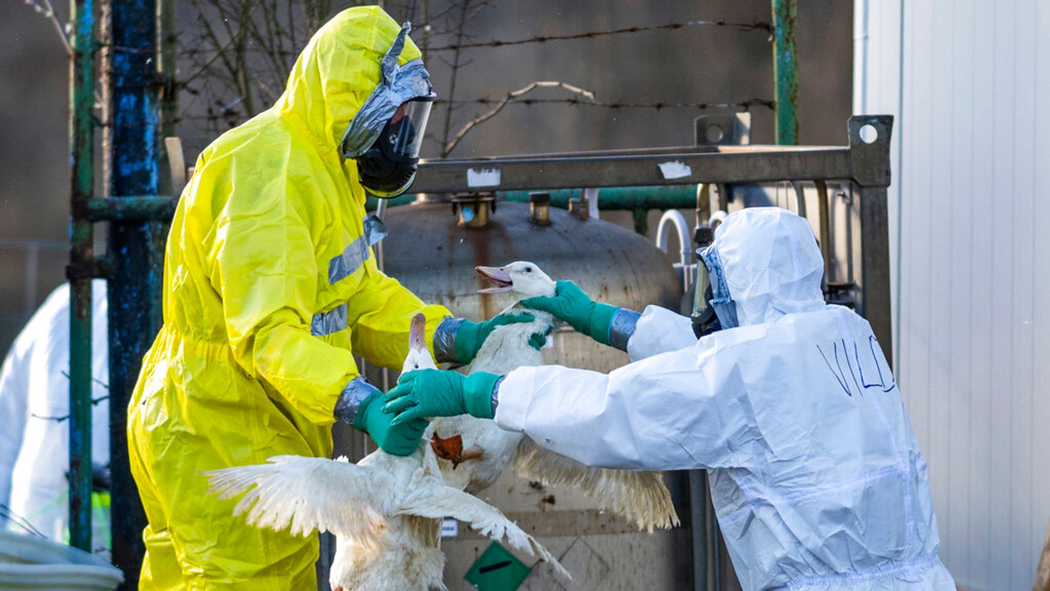 Bird flu Health officials draw up COVIDstyle model looking at