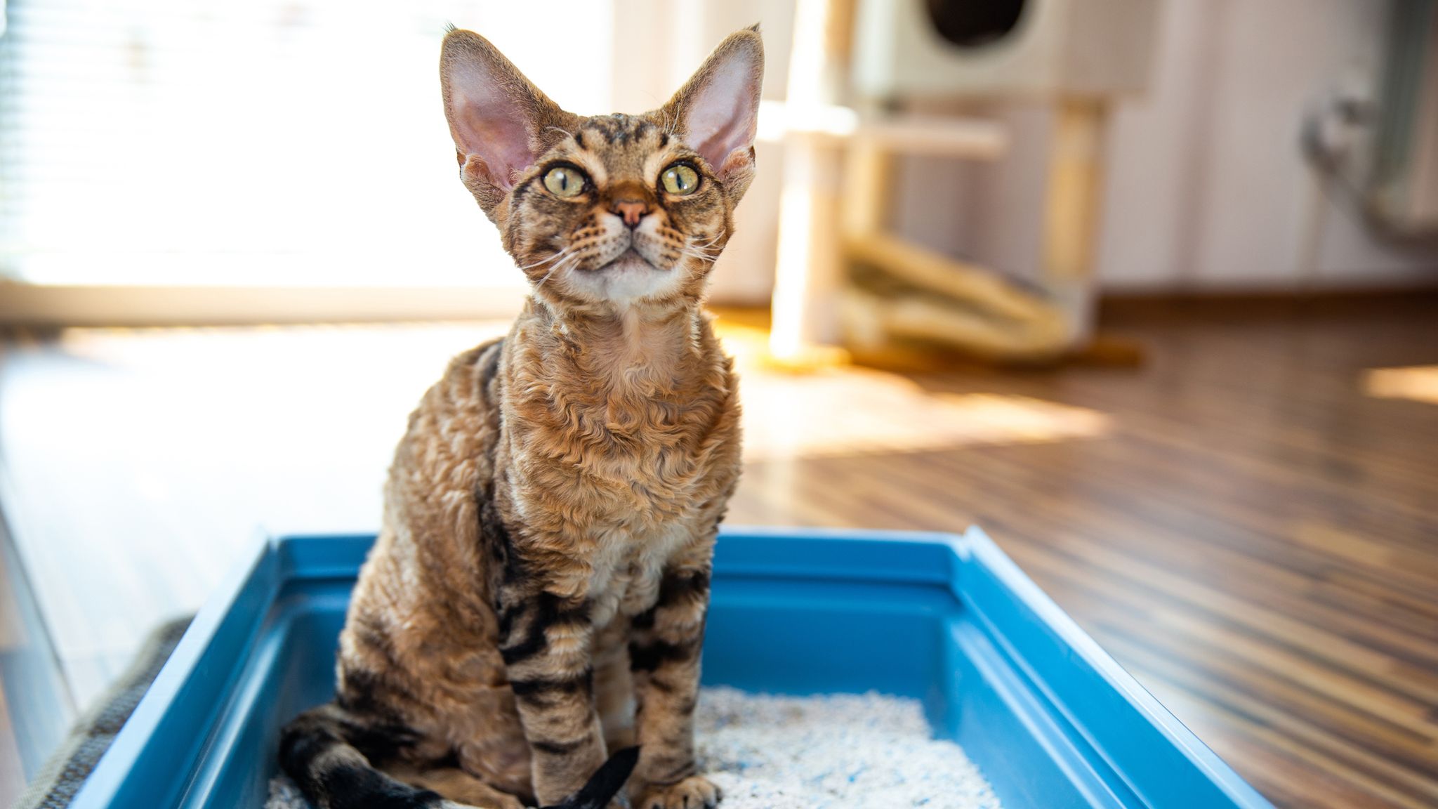 Valentine's Day Animal shelter offering chance to have an ex's name written in cats' litter box