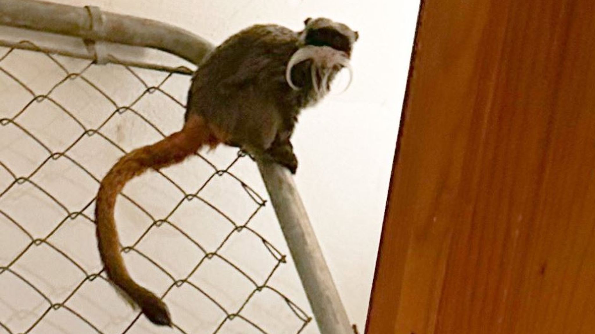 2 Monkeys Are Apparently Taken From Dallas Zoo in Latest Bizarre