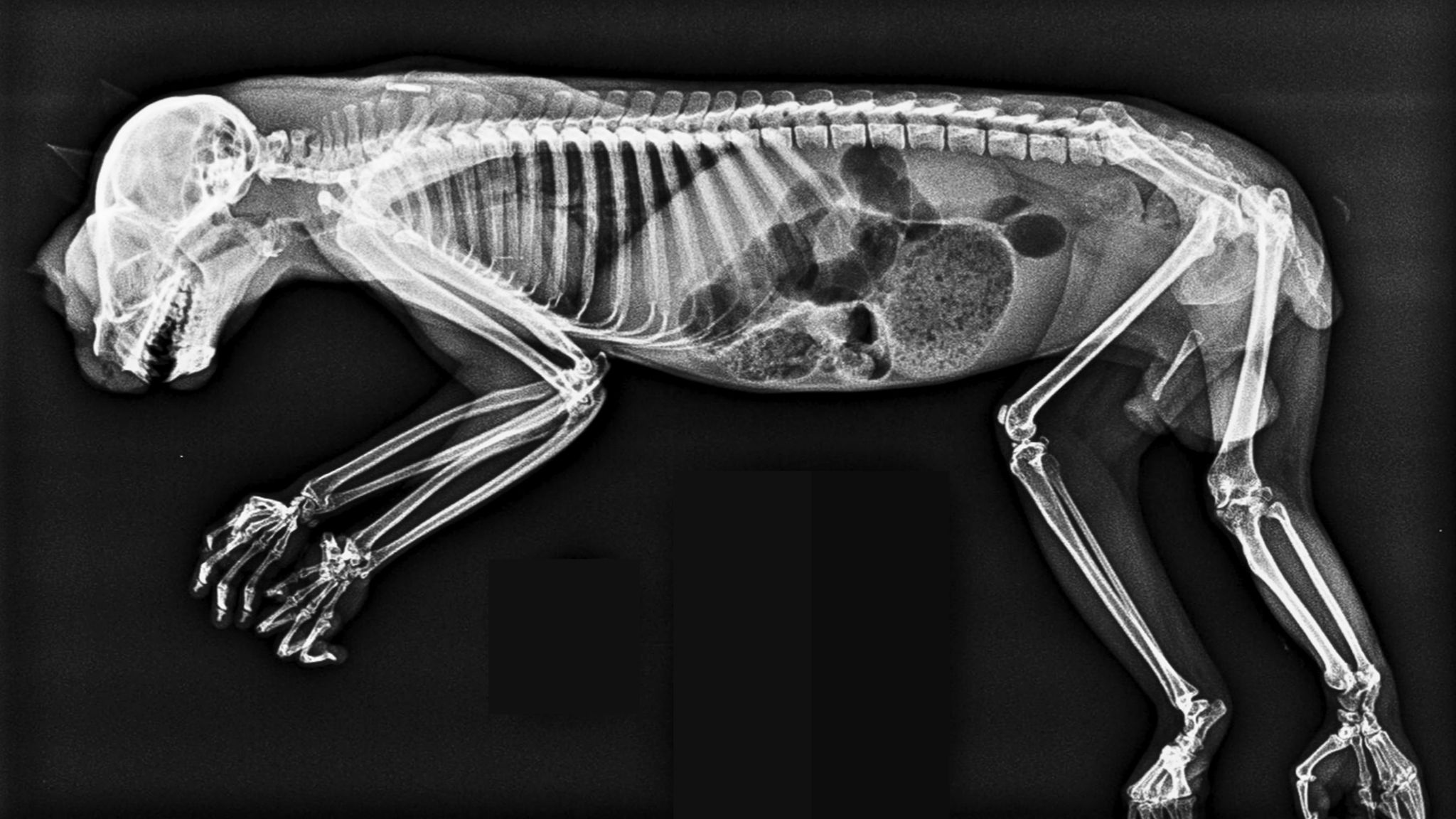 London Zoo's X-rays Of Exotic Animals Is A See-through Showcase Of Last ...