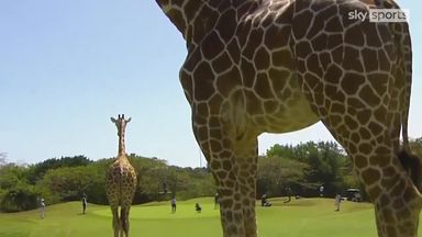 Giraffes get a good view at the Kenya Open!