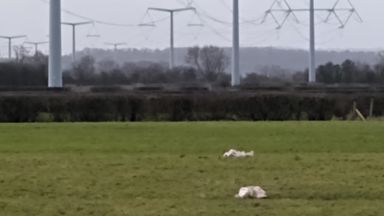 Five Swans Killed After Flying Into Hinkley Power Lines | UK News | Sky ...