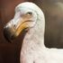 Could the dodo be revived? Scientists announce project to bring back extinct flightless bird