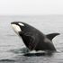 Katil balinalar İspanya ve Portekiz açıklarında teknelere kasten çarpıyor | Dünya Haberleri