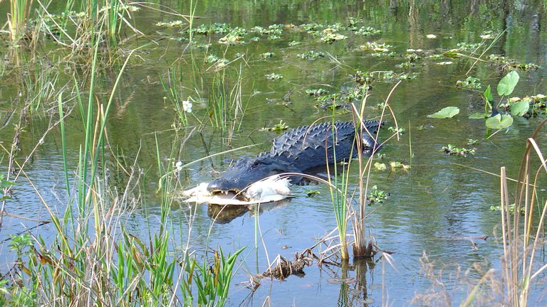 An American Alligator is shown eating a soft shell turtle in the Arthur R. Marshall Loxahatchee National Wildlife Refuge in Palm Beach County, Florida in this U.S. Fish and Wildlife Service photo released on August 14, 2014. Wildlife officials on Friday will open a Florida nature preserve for the first time to a handful of alligator hunters who waited more than a decade to stalk the large reptiles in the Everglades. REUTERS/U.S. Fish and Wildlife Service/Handout (UNITED STATES - Tags: ANIMALS EN