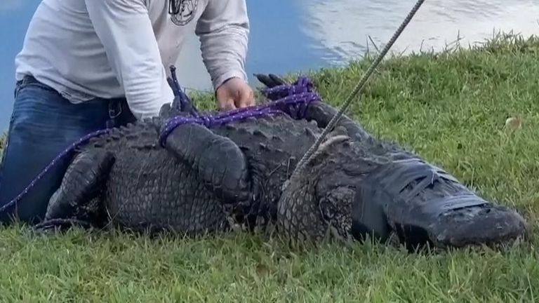 Alligator that killed 85yearold woman captured in Florida  US News