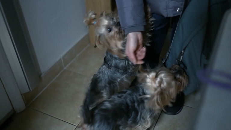 Anfisa Vlasova&#39;s mini Yorkshire terriers Betsy, Nora, Daisy and Teddy.