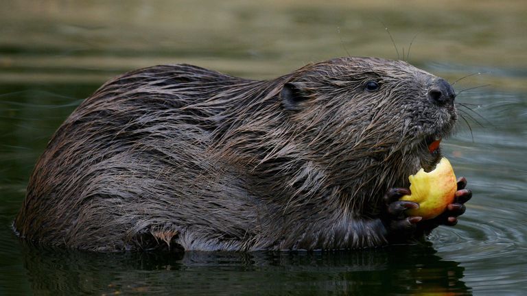 A Beaver eats an apple in its enclosure at the Wildwood Trust in Herne Bay, Kent, as details of a Beaver Reintroduction Feasibility study into reintroducing the European Beaver into England is announced.