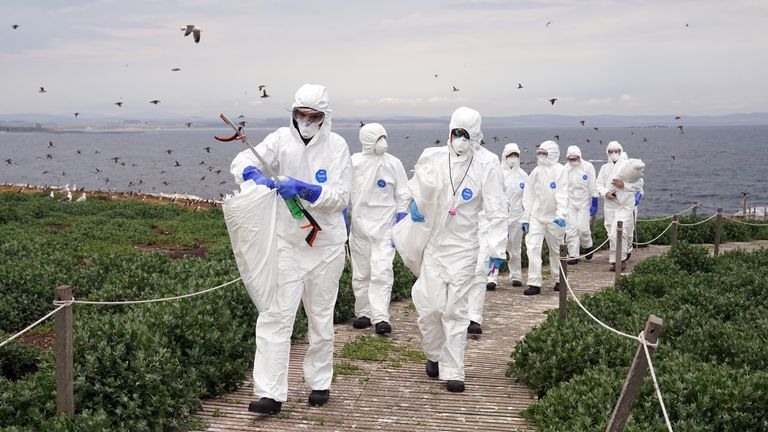 The National Trust team of rangers clear deceased birds from Staple Island, one of the Outer Group of the Farne Islands, off the coast of Northumberland, where the impact of Avian Influenza (bird flu) is having a devastating effect on one of the UK&#39;s best known and important seabird colonies with 3104 carcasses recovered by rangers so far. 