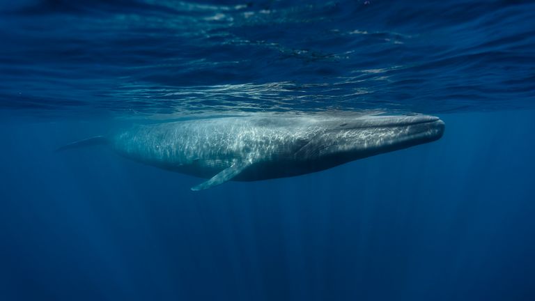 Blue Whale 

 