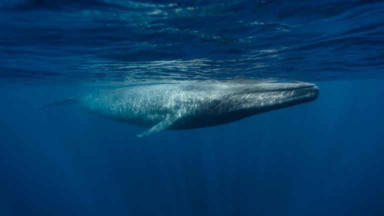 Baleine bleue 

 