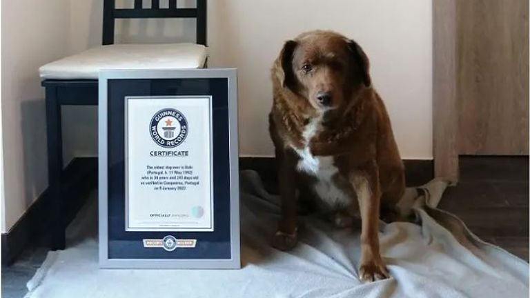 Poltics Bobi, the enviornment's oldest residing - and oldest ever - dog. Pic: Guinness World Files