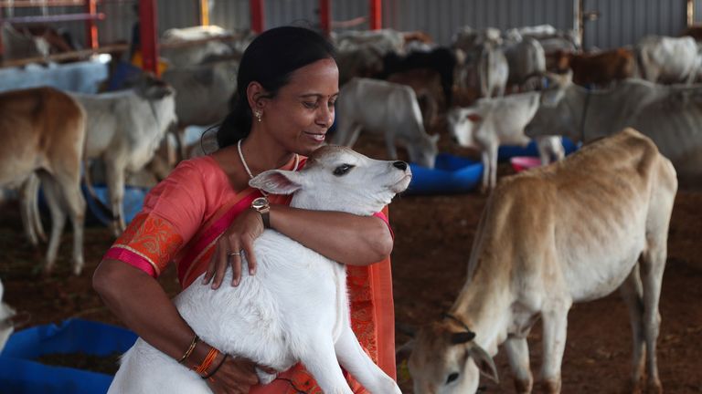 FILE - A woman carries a calf during the inauguration of Jeeyar Swami Dhyan Foundation Gaushala, a cow shelter, on the outskirts of Hyderabad, India, Saturday, Nov. 6, 2021. India...s government on Friday withdrew its appeal to citizens to mark Valentine...s Day next week not as a celebration of romance but as ...Cow Hug Day... to better promote Hindu values. The decision attracted widespread criticism from political rivals and on social media. (AP Photo/Mahesh Kumar A., File)