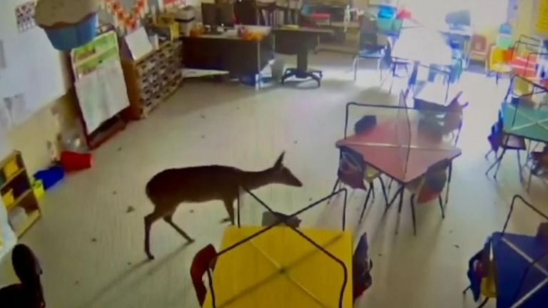 Deer wanders around Alabama classroom