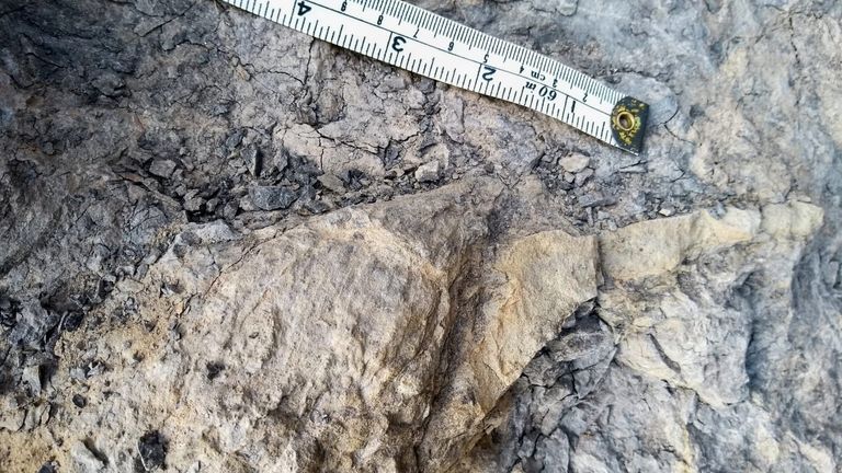 A nearly meter-long footprint left by a giant carnivorous theropod dinosaur from the Jurassic period represents the largest footprint of its kind ever found in Yorkshire, research from the University of Manchester has found.Image: Mary Woods